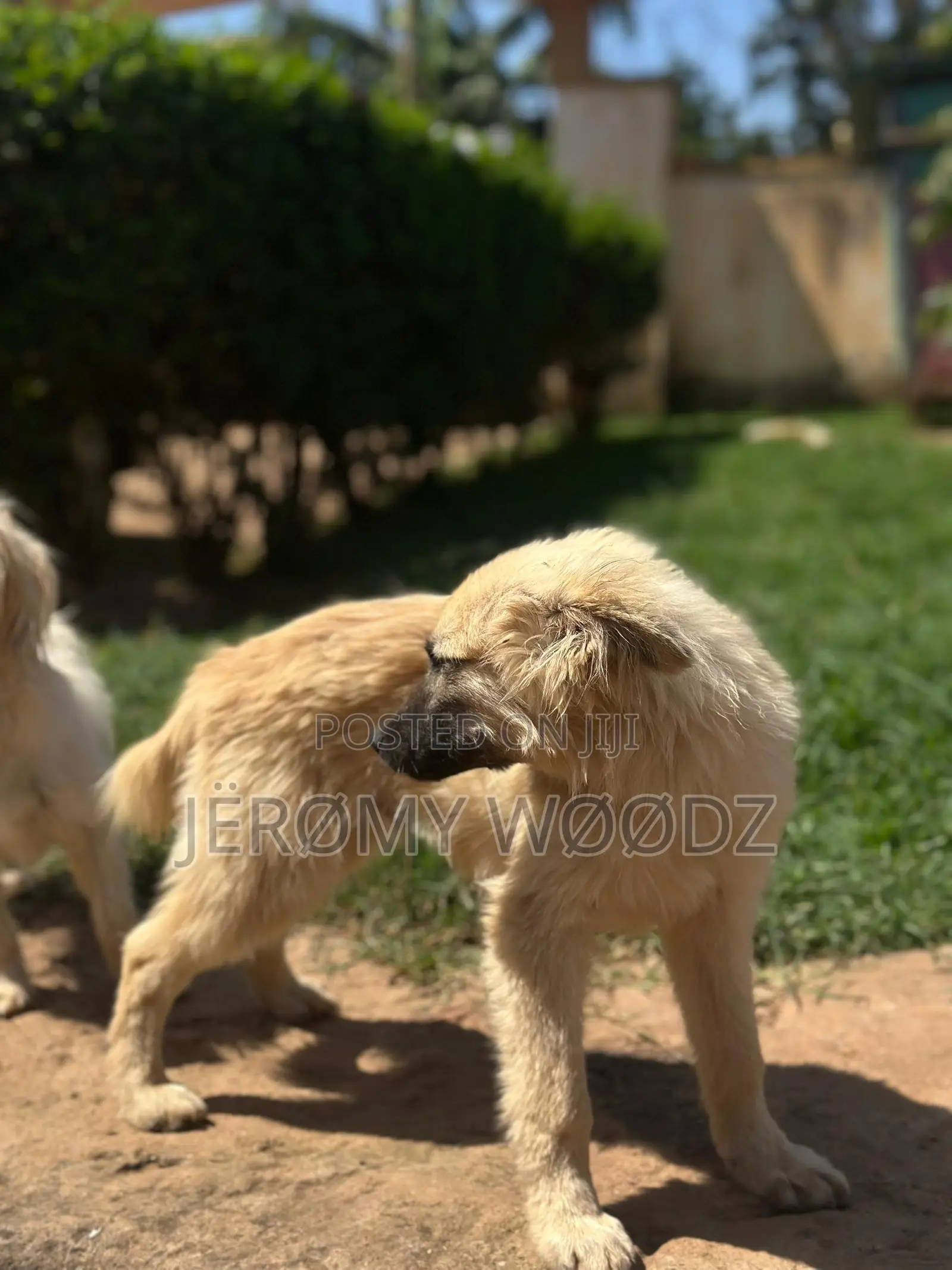 3-6 months Male Purebred Japanese Spitz