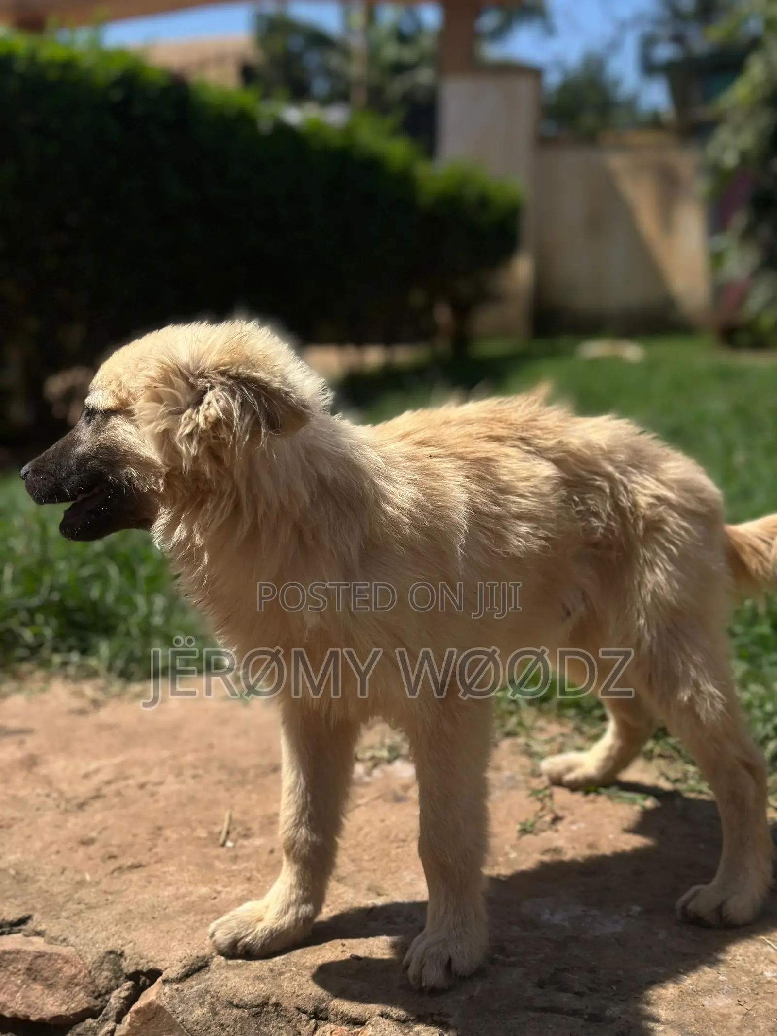 3-6 months Male Purebred Japanese Spitz