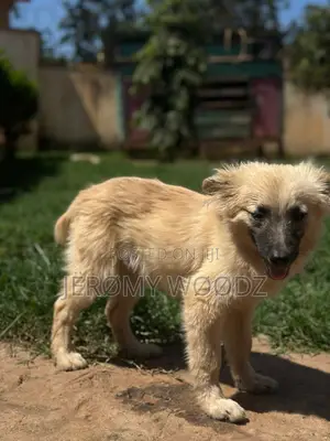 3-6 months Male Purebred Japanese Spitz