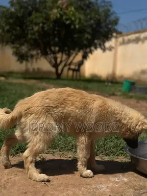 3-6 months Male Purebred Japanese Spitz