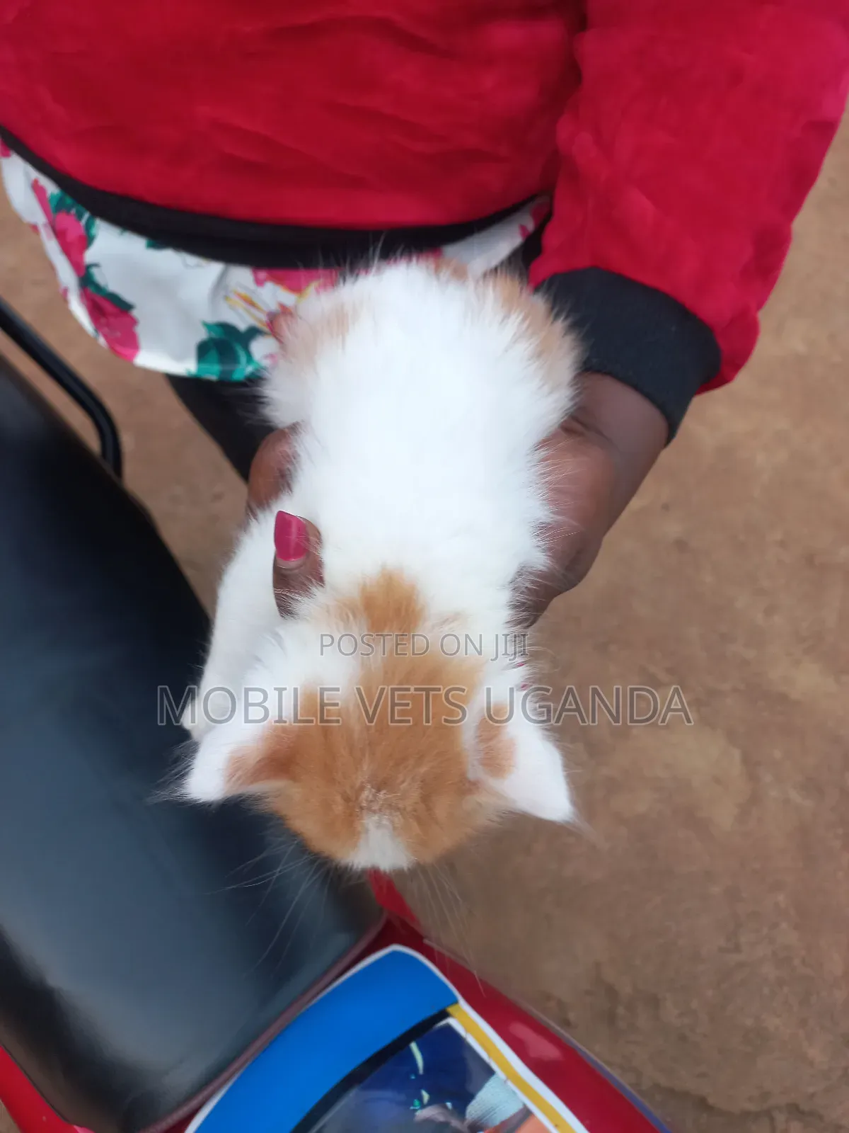 1-3 months Female Purebred Ragdoll