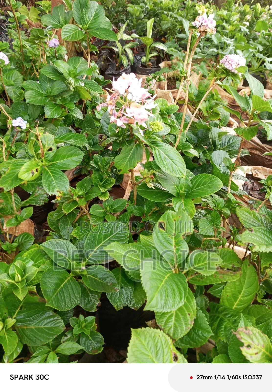 Breathe Life Into Your Garden With the Best Flowers/Plants