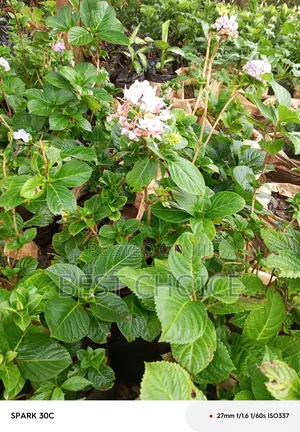 Breathe Life Into Your Garden With the Best Flowers/Plants