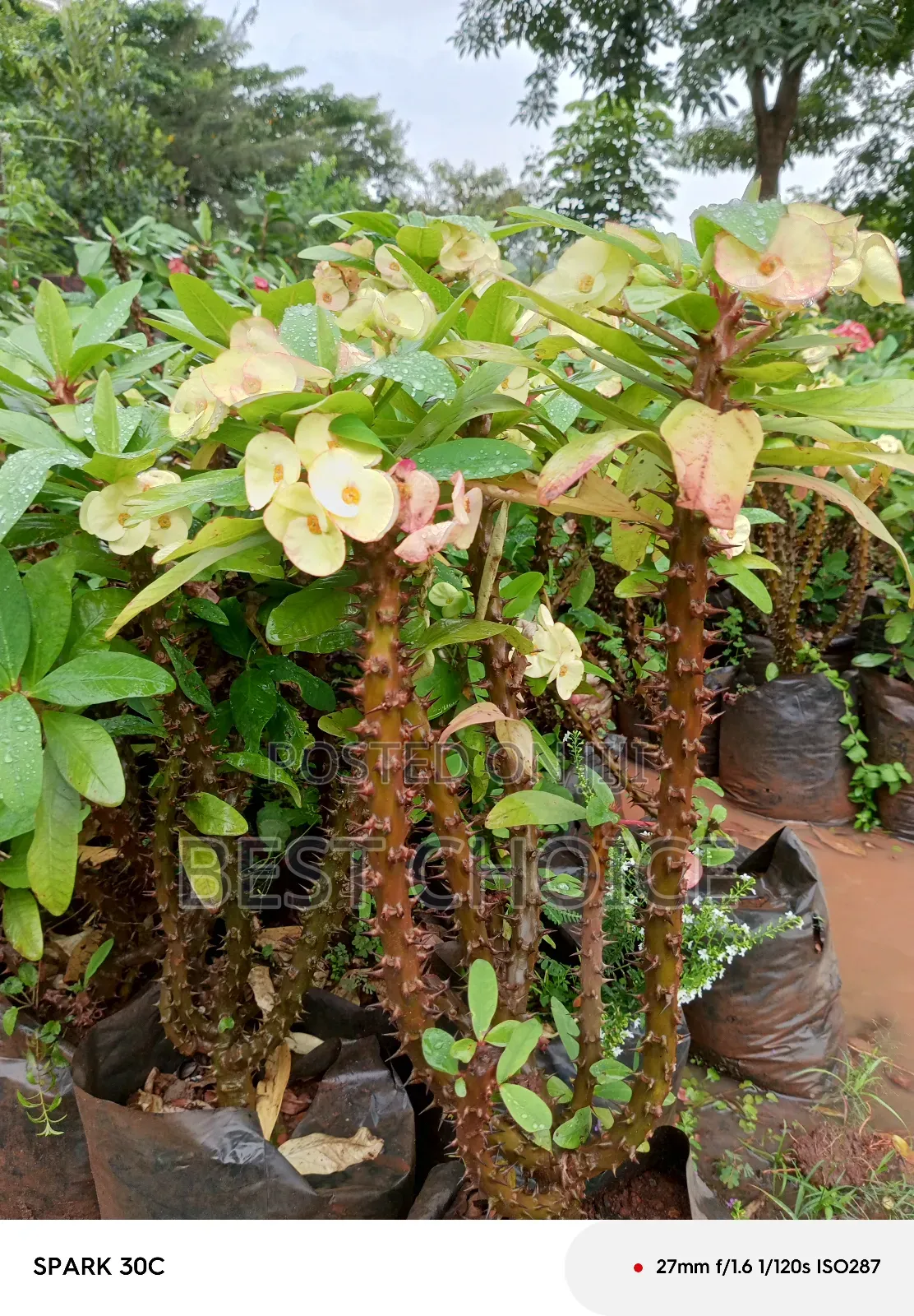 Breathe Life Into Your Garden With the Best Flowers/Plants