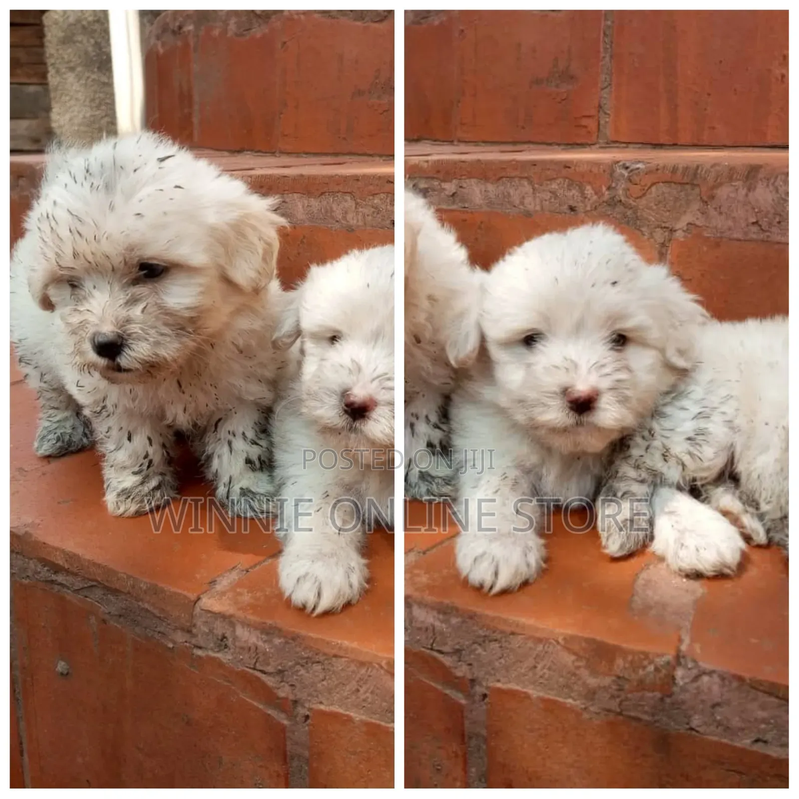 1-3 months Female Purebred Maltese