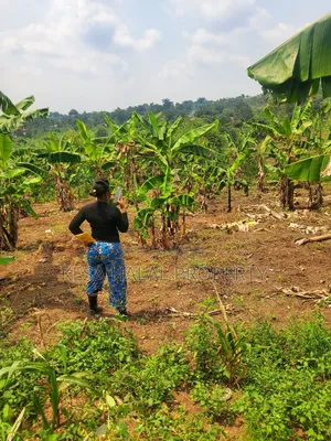 Good Plot Before Kalule With a Good View