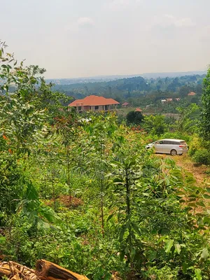 Good Plot Before Kalule With a Good View