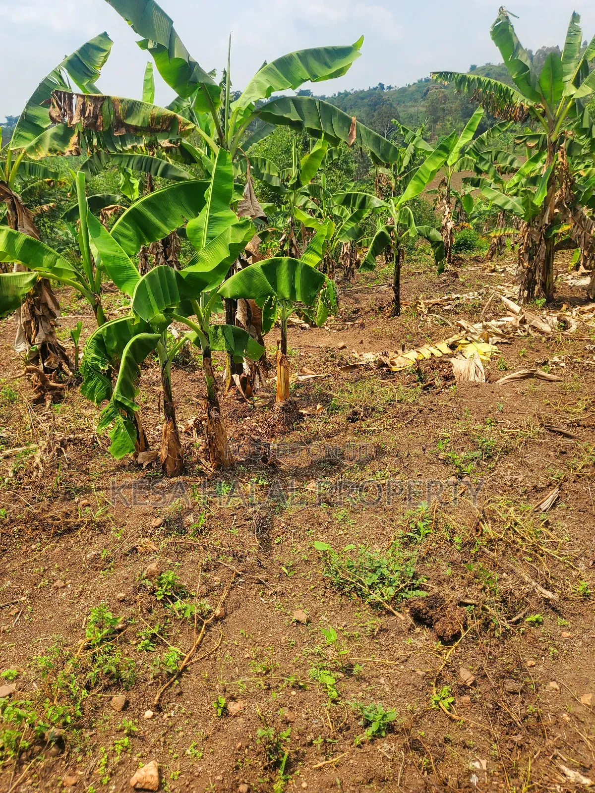Good Plot Before Kalule With a Good View