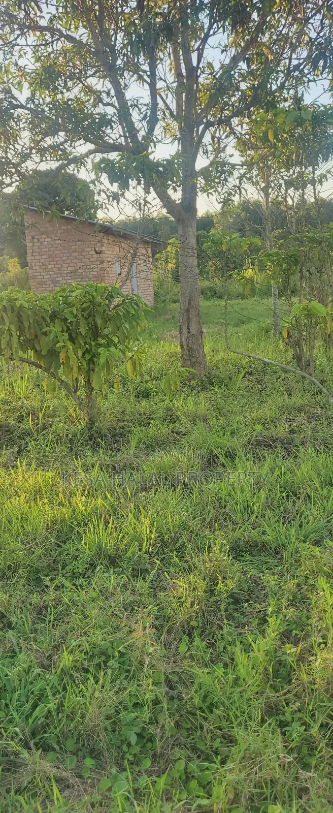 Plots in Lukaya Bulingo at 4M Per Plot 50X100
