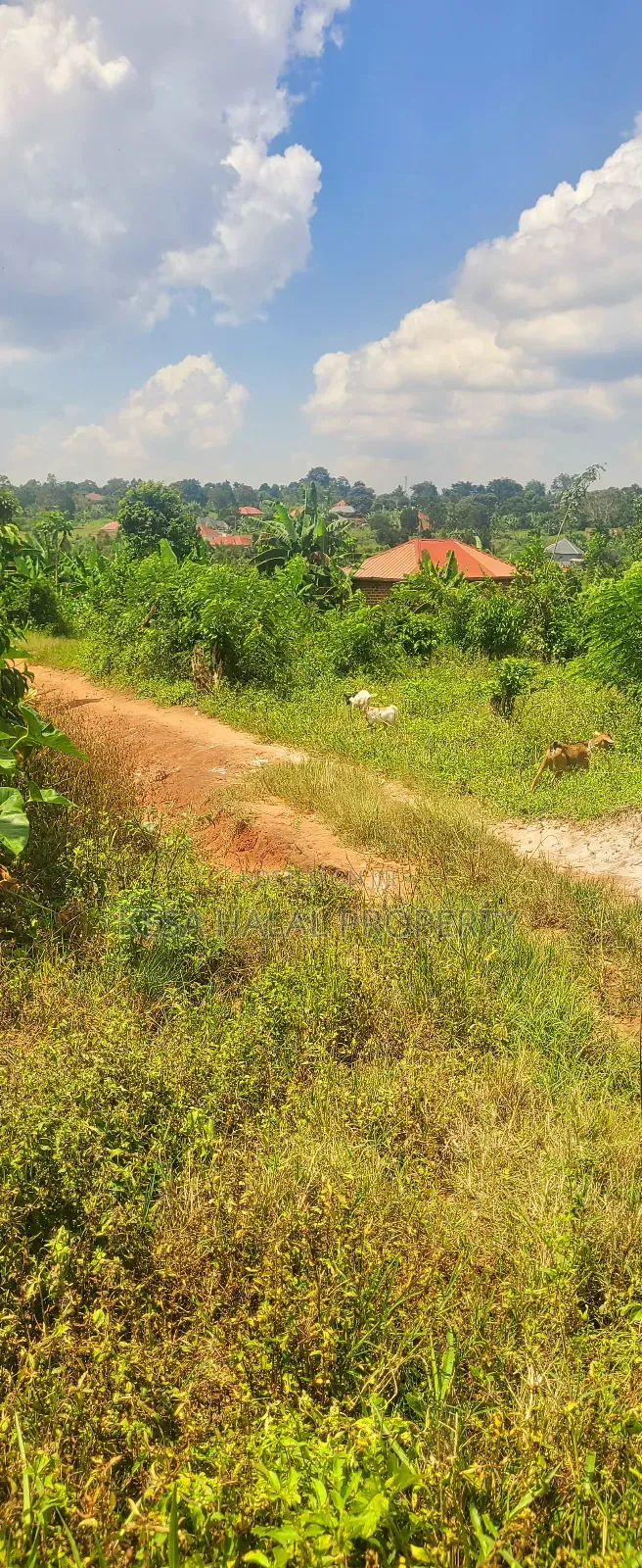 Good View Plots 50X100 Before Bombo at 9M