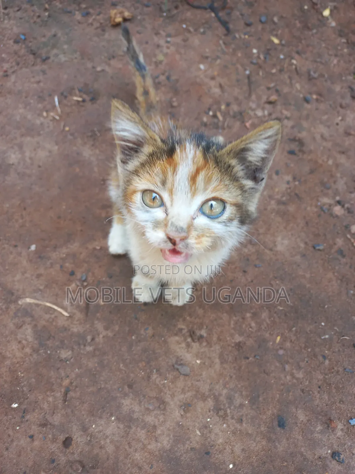 3-6 months Female Purebred American Shorthair