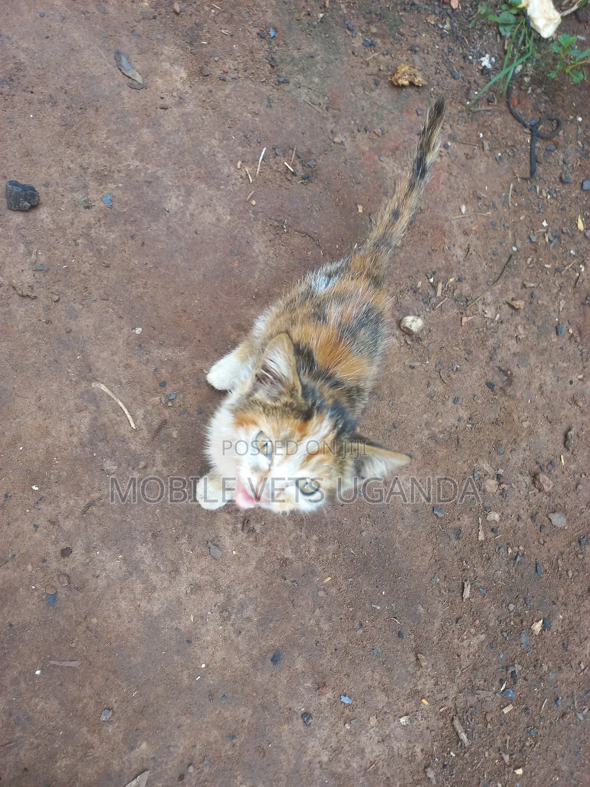 1-3 months Female Purebred American Curl