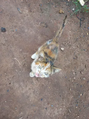 1-3 months Female Purebred American Curl