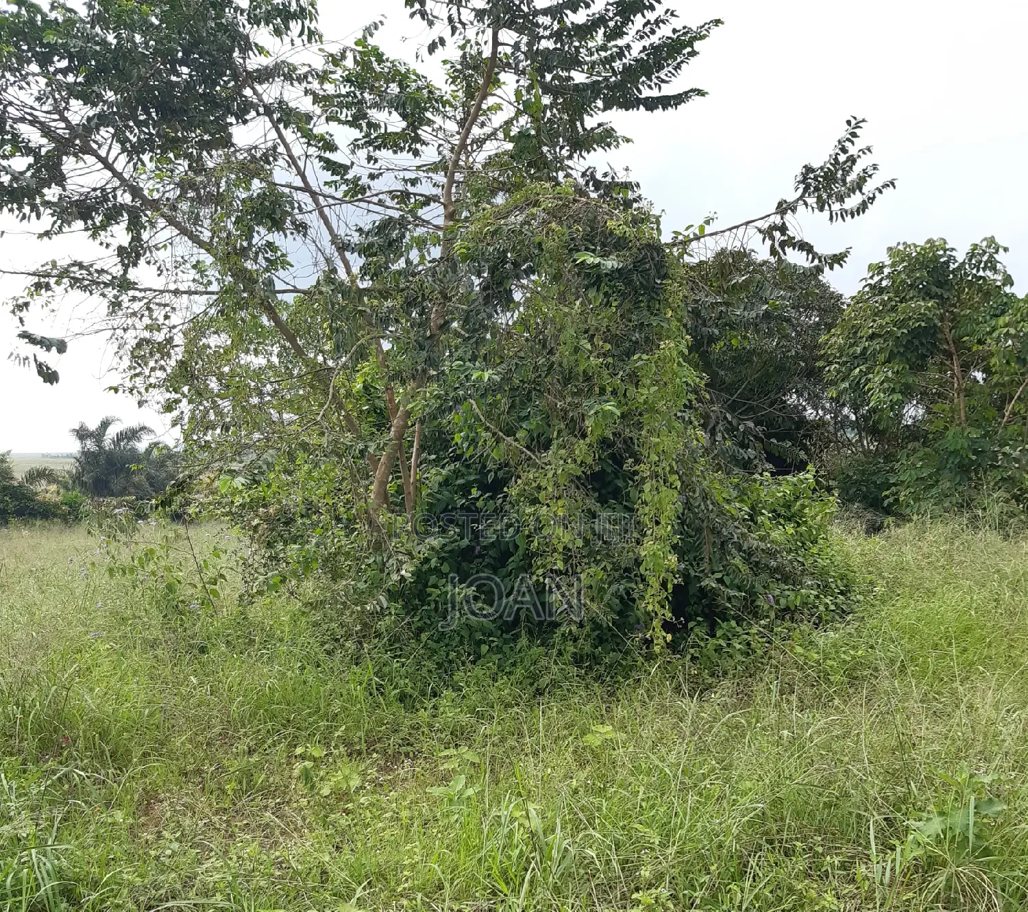 Grab a Plot at 8m Near Kajansi- Seguku-Katale