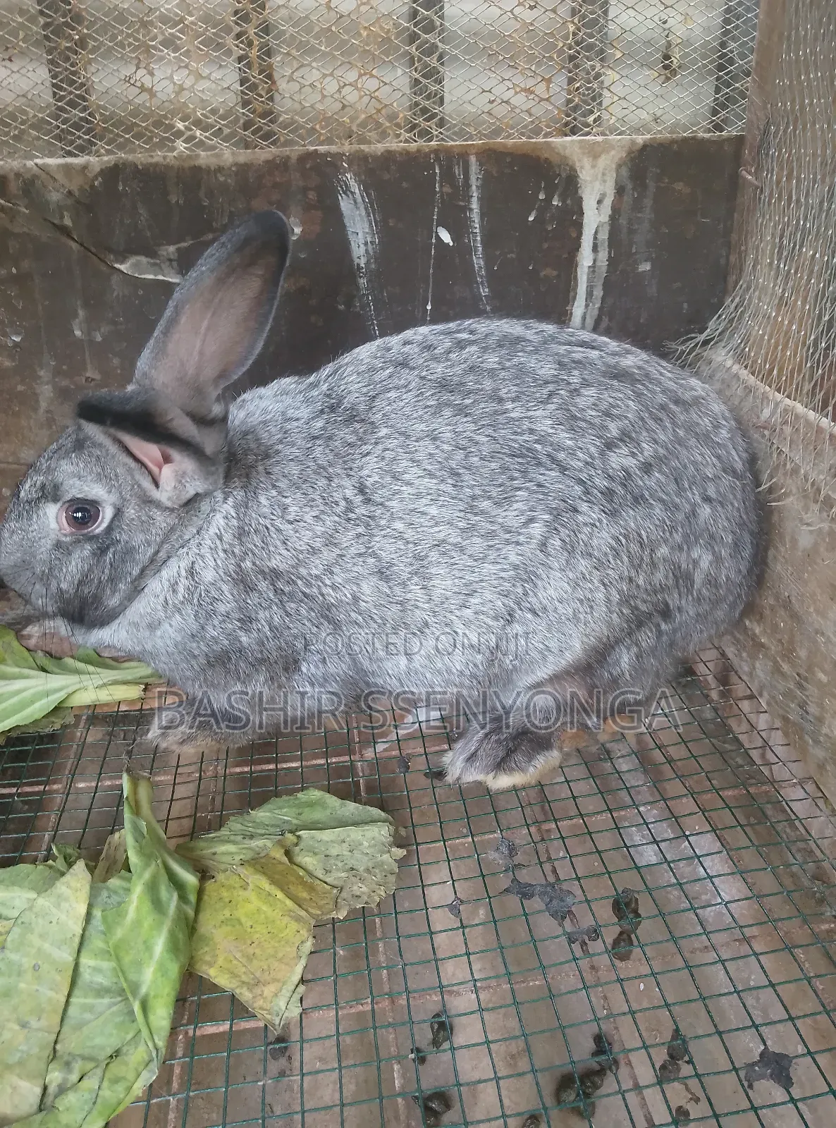 New Zealand White and Agola Rabbits for Sale