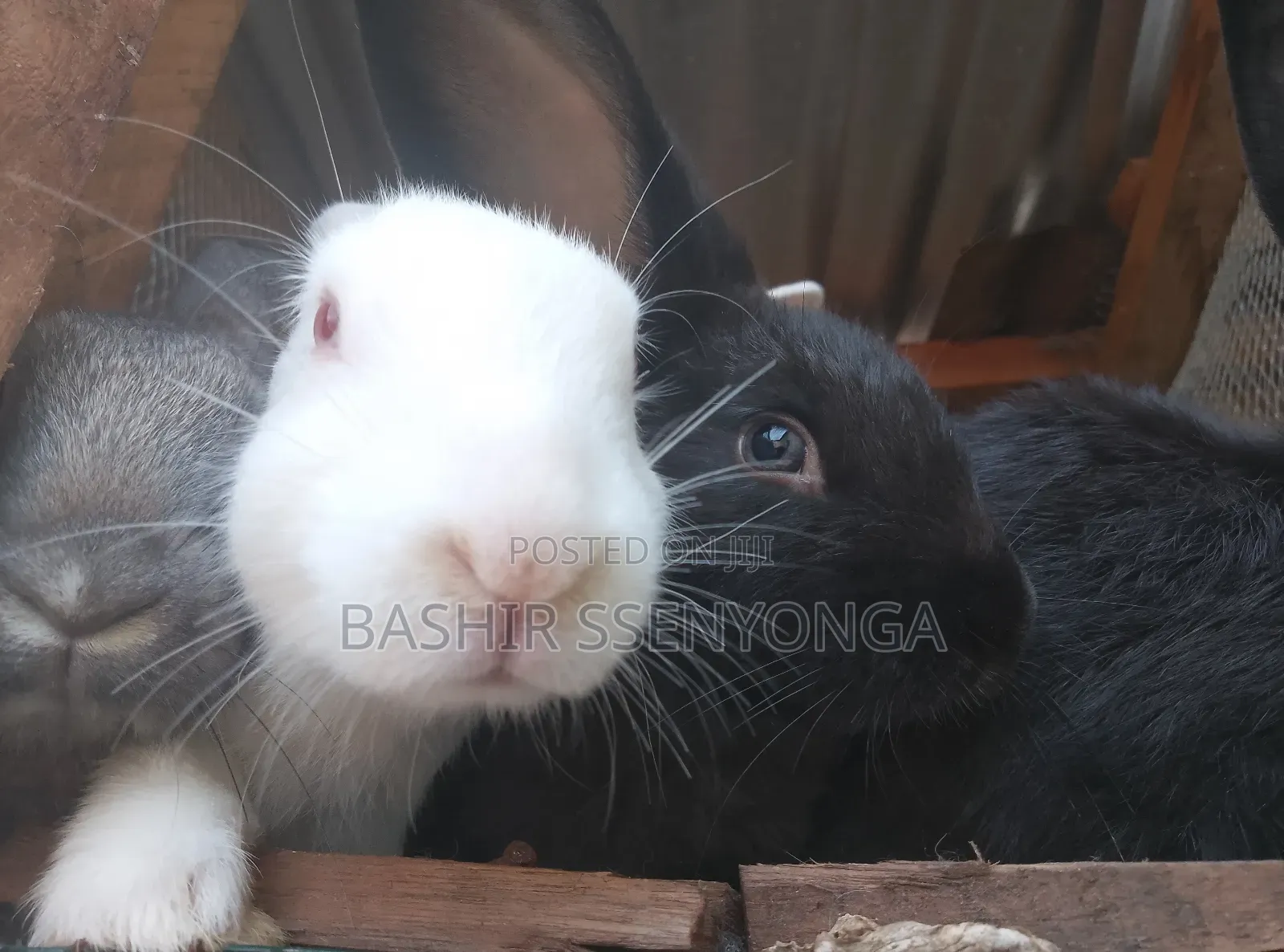 New Zealand White and Agola Rabbits for Sale