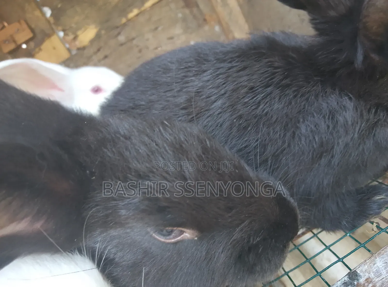New Zealand White and Agola Rabbits for Sale