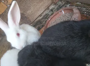 New Zealand White and Agola Rabbits for Sale