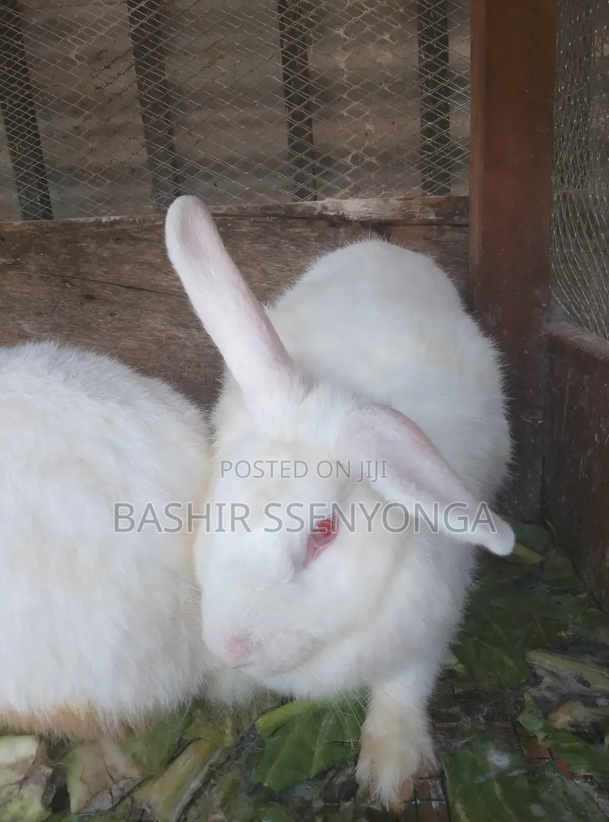 New Zealand White and Agola Rabbits for Sale