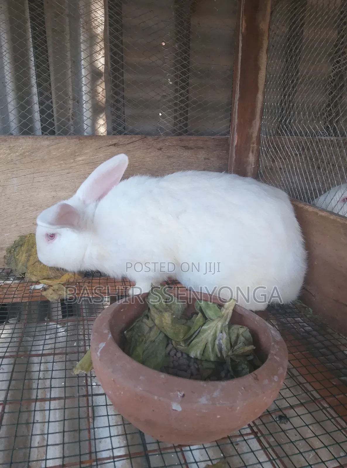 New Zealand White and Agola Rabbits for Sale