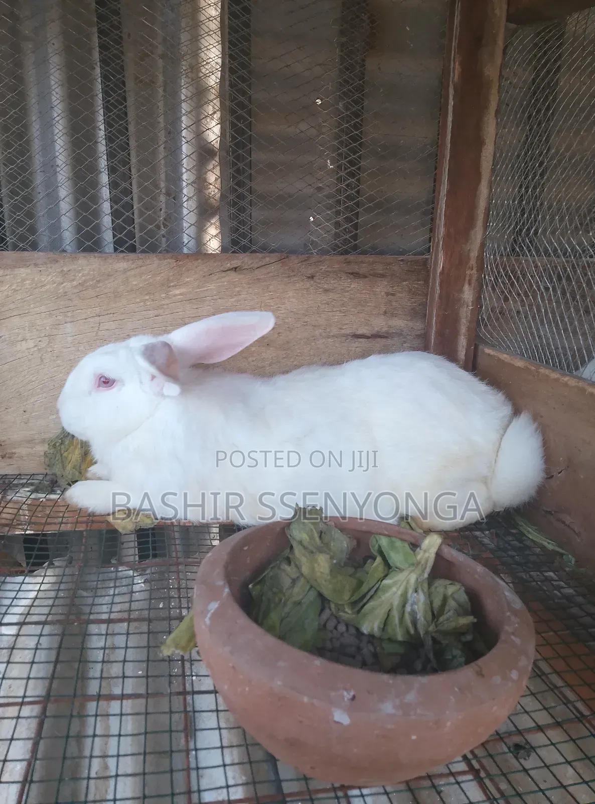 New Zealand White and Agola Rabbits for Sale