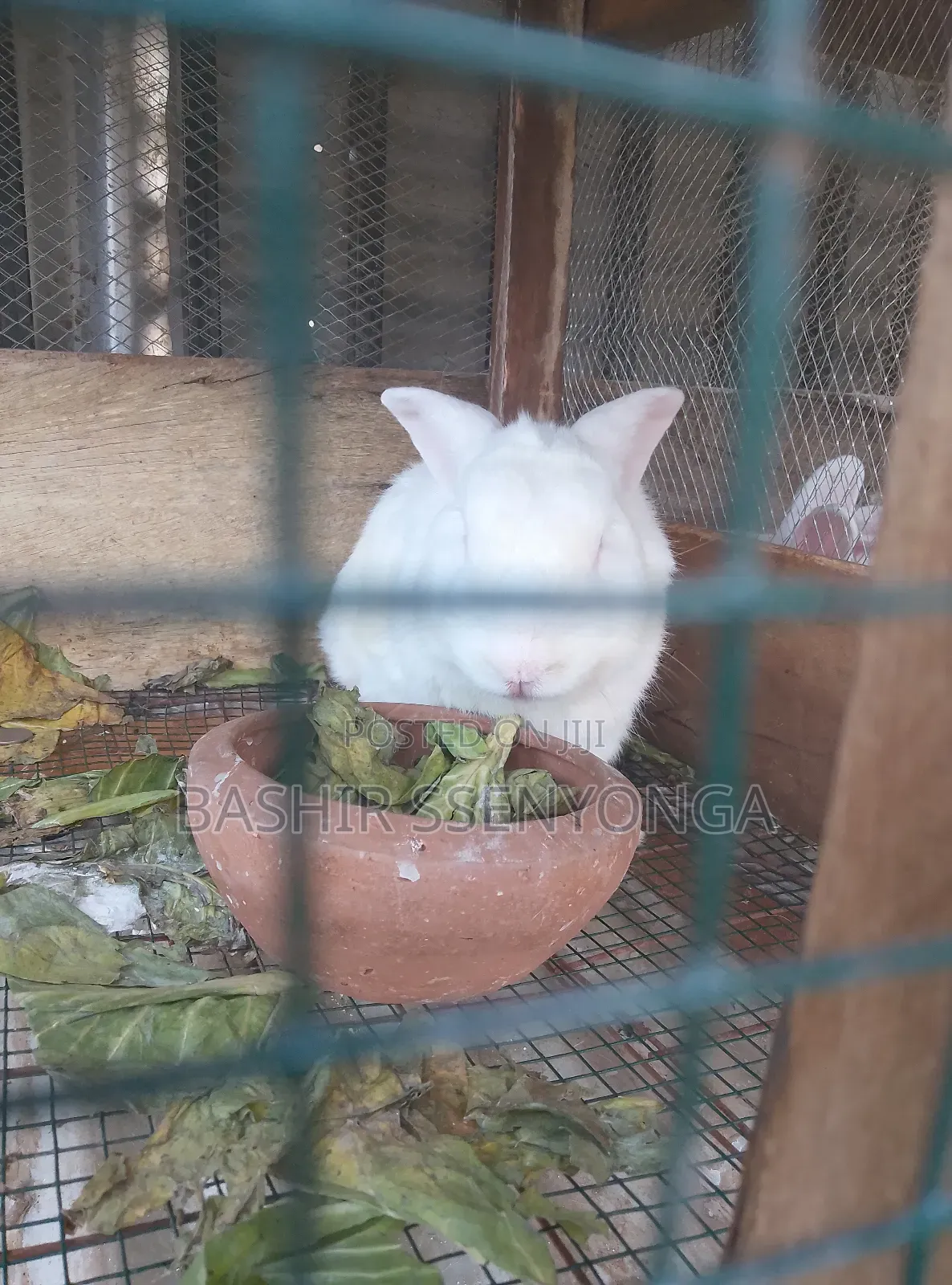 New Zealand White and Agola Rabbits for Sale