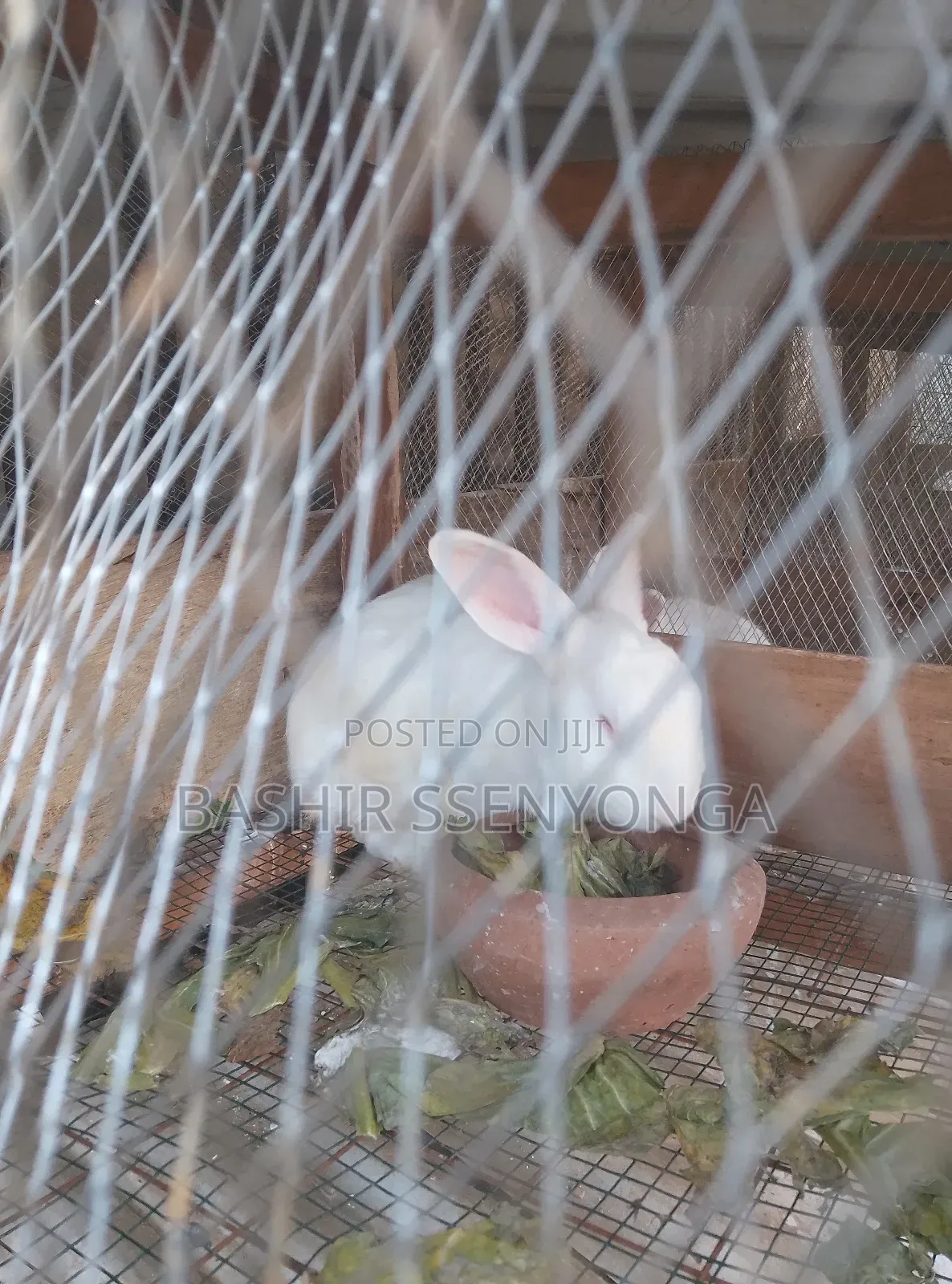 New Zealand White and Agola Rabbits for Sale