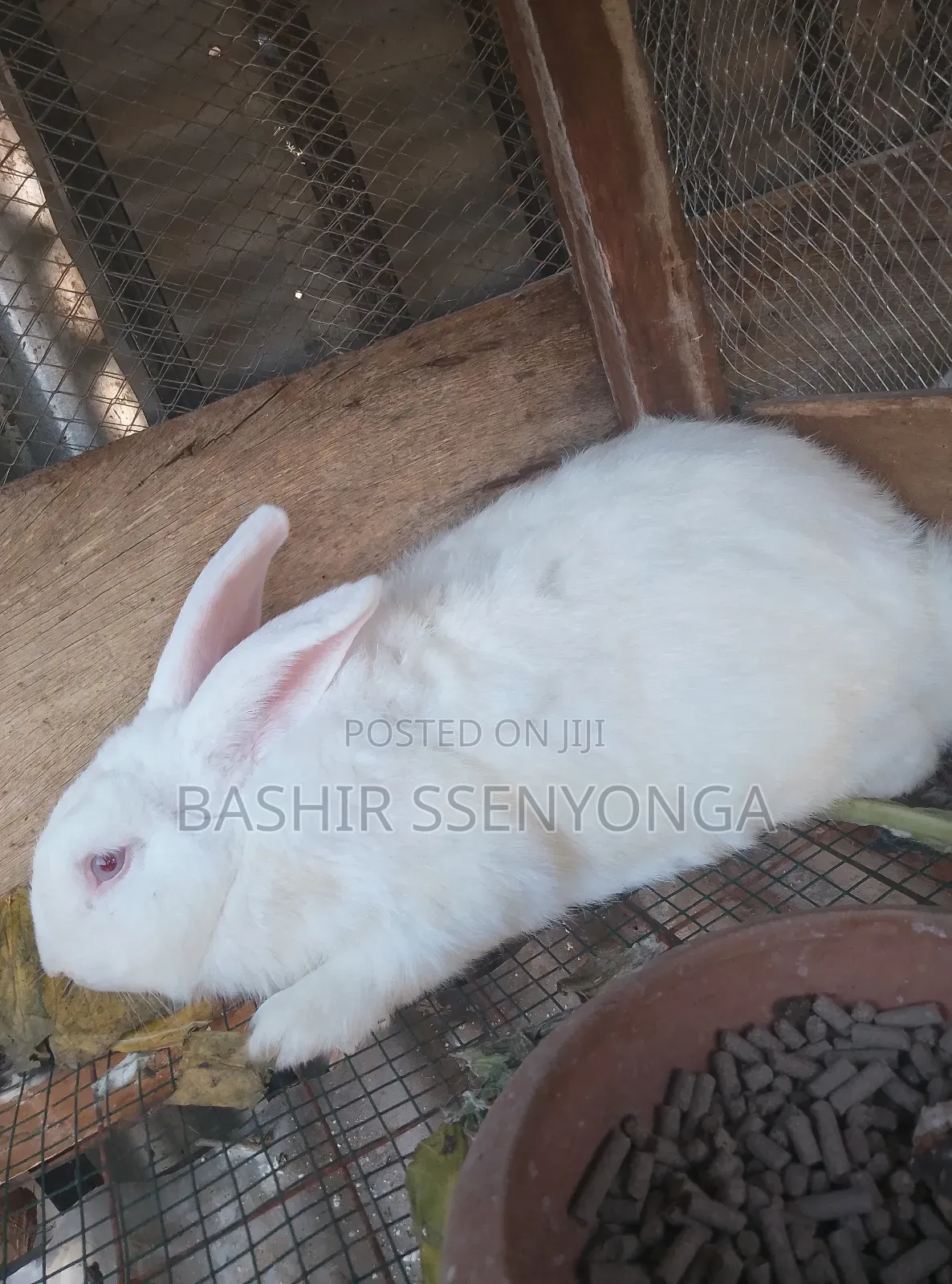 New Zealand White and Agola Rabbits for Sale