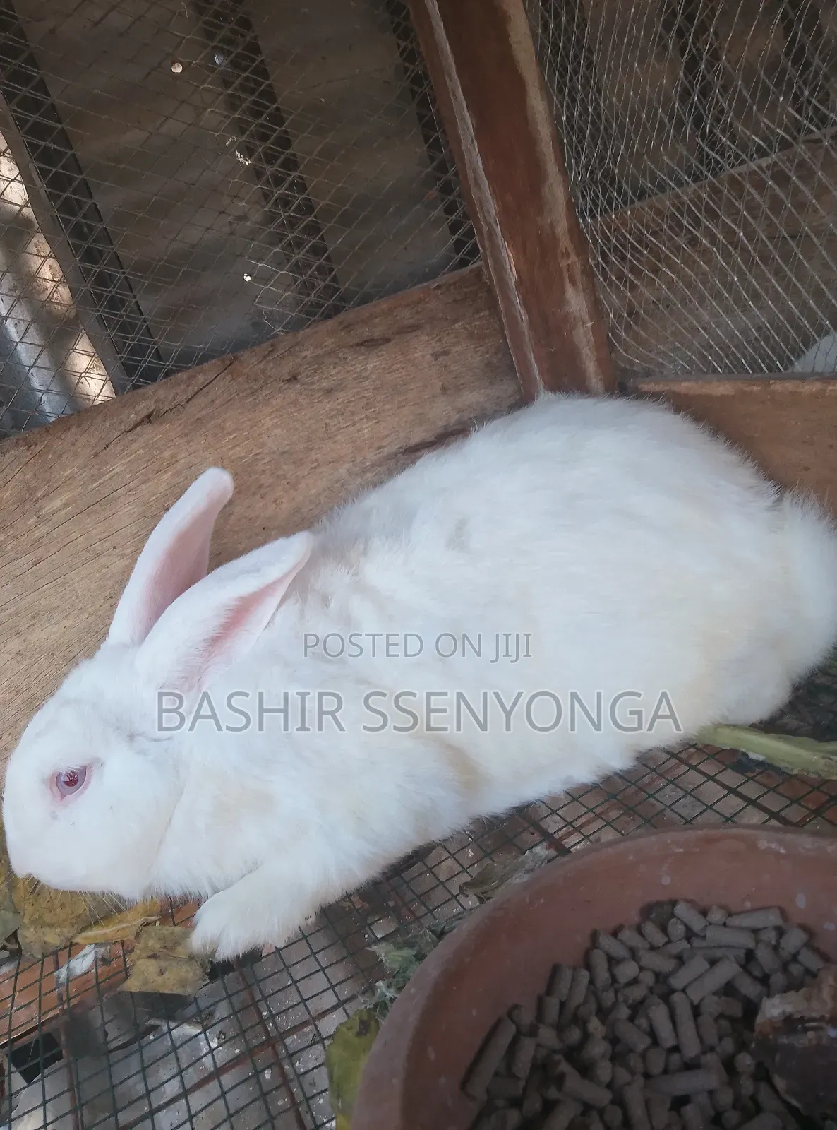 New Zealand White and Agola Rabbits for Sale