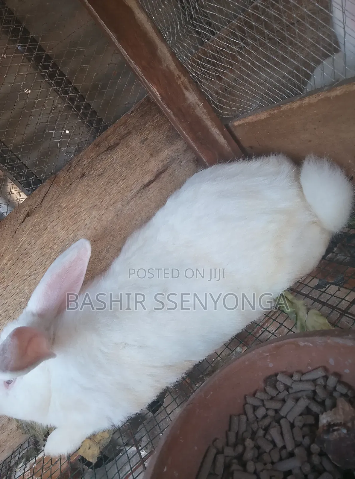 New Zealand White and Agola Rabbits for Sale