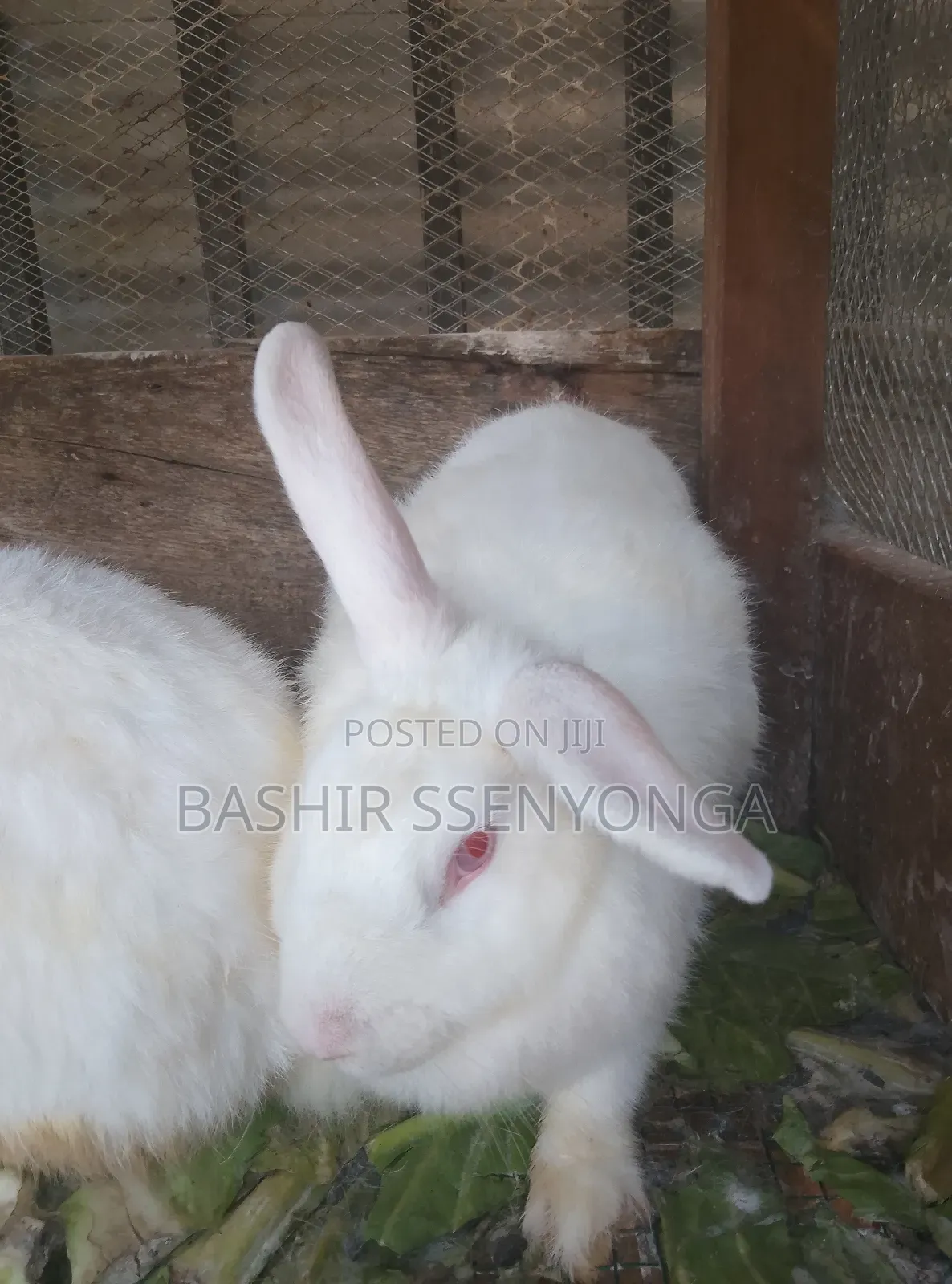 New Zealand White and Agola Rabbits for Sale
