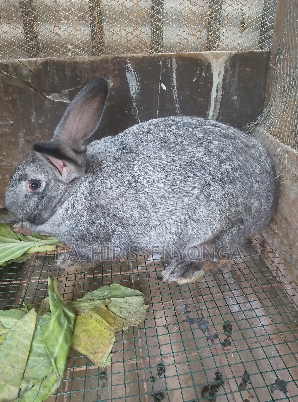 New Zealand White and Agola Rabbits for Sale
