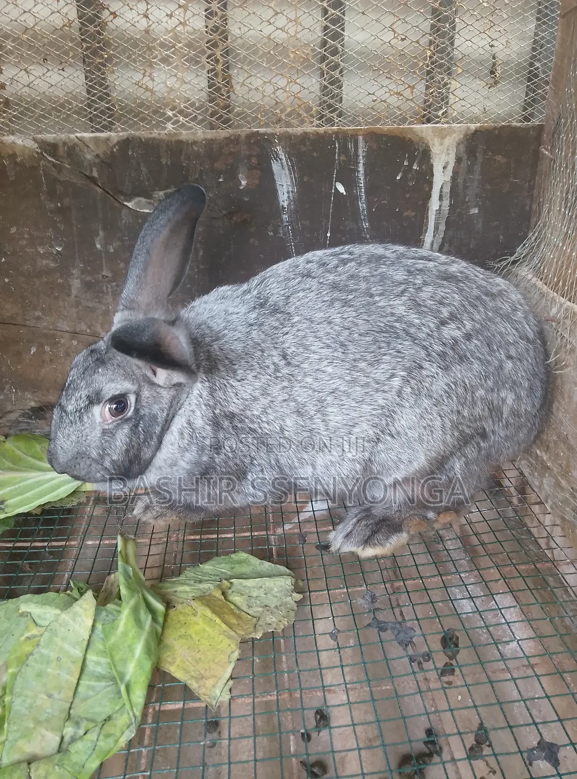 New Zealand White and Agola Rabbits for Sale