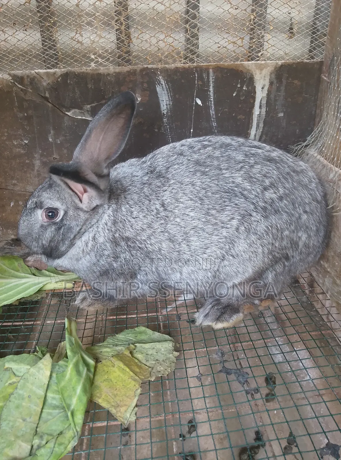 New Zealand White and Agola Rabbits for Sale