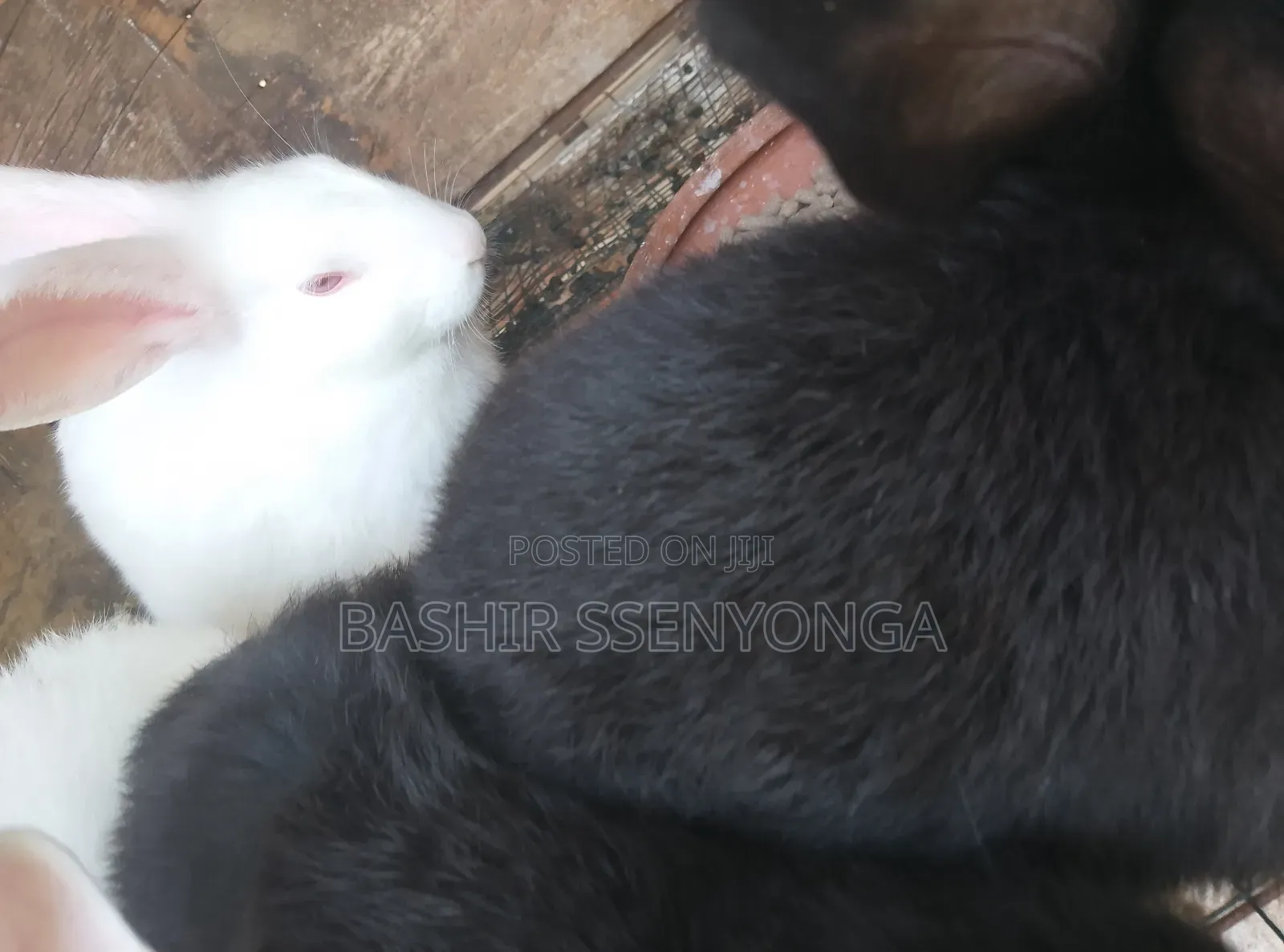 New Zealand White and Agola Rabbits for Sale