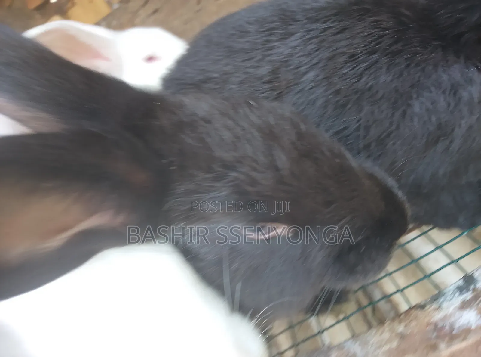 New Zealand White and Agola Rabbits for Sale