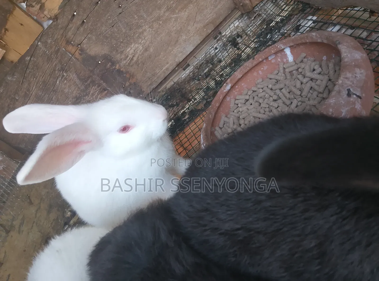 New Zealand White and Agola Rabbits for Sale