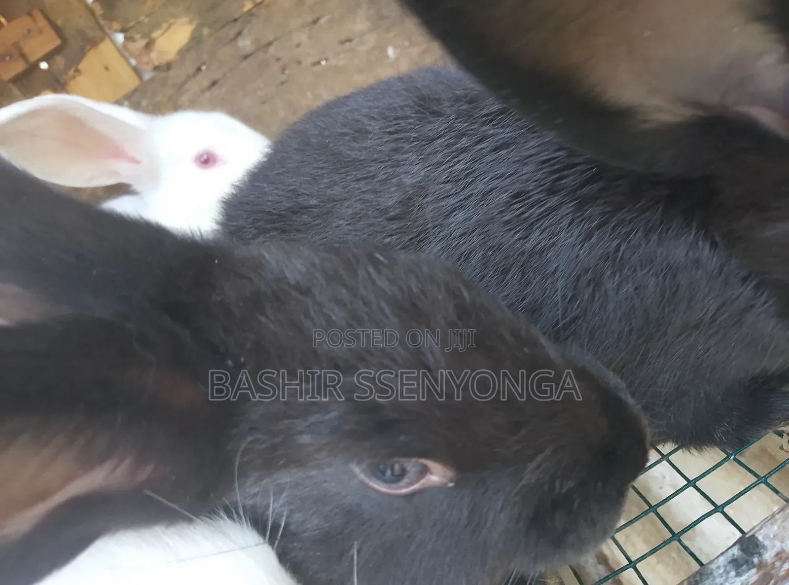 New Zealand White and Agola Rabbits for Sale