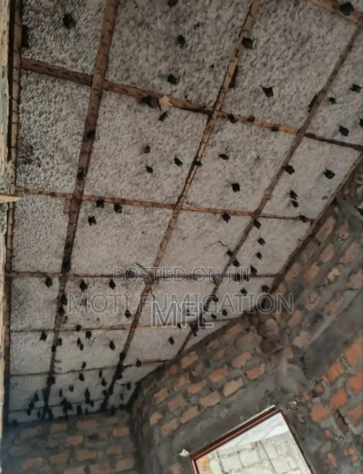 Bat Control Services/Kawundo