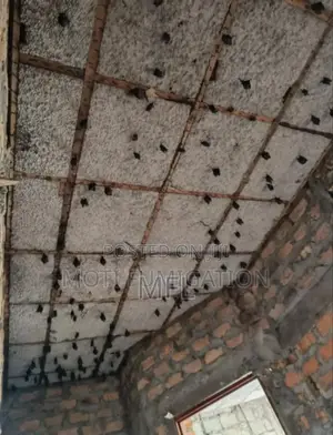 Bat Control Services/Kawundo