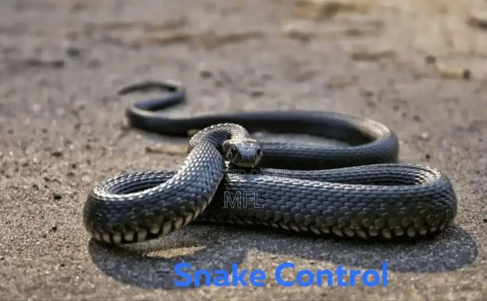 Snake Control Services in Kampala