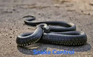 Snake Control Services in Kampala