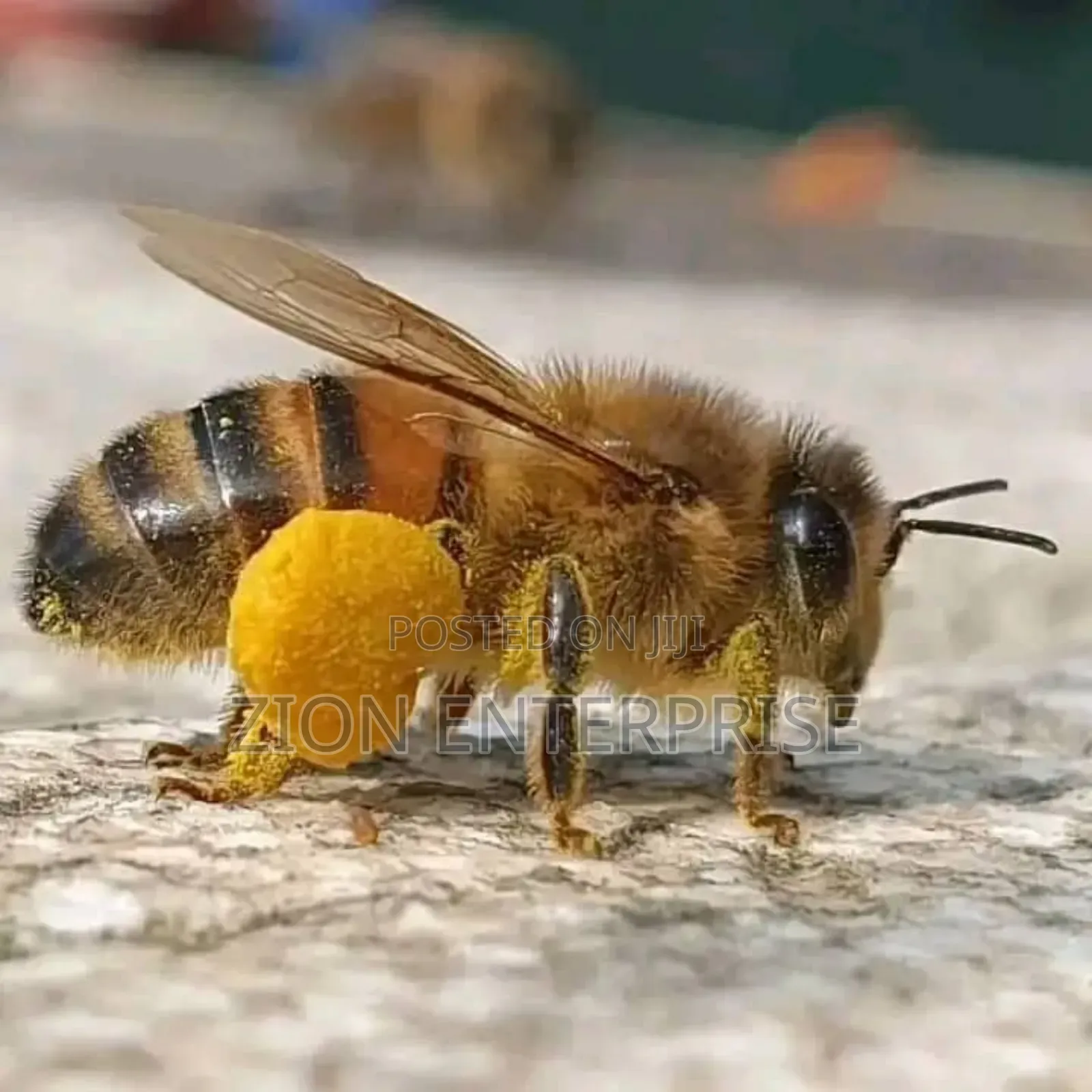 Suppliers of Honey