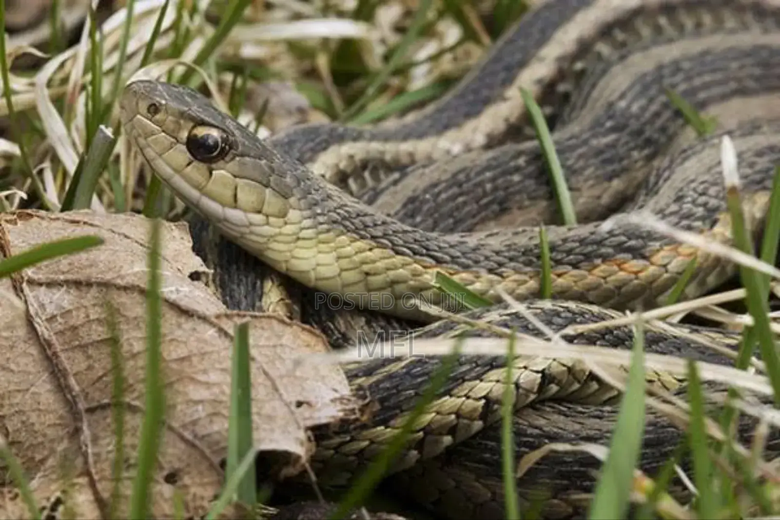 Snake Repelling Fumigation
