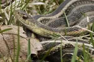 Snake Repelling Fumigation