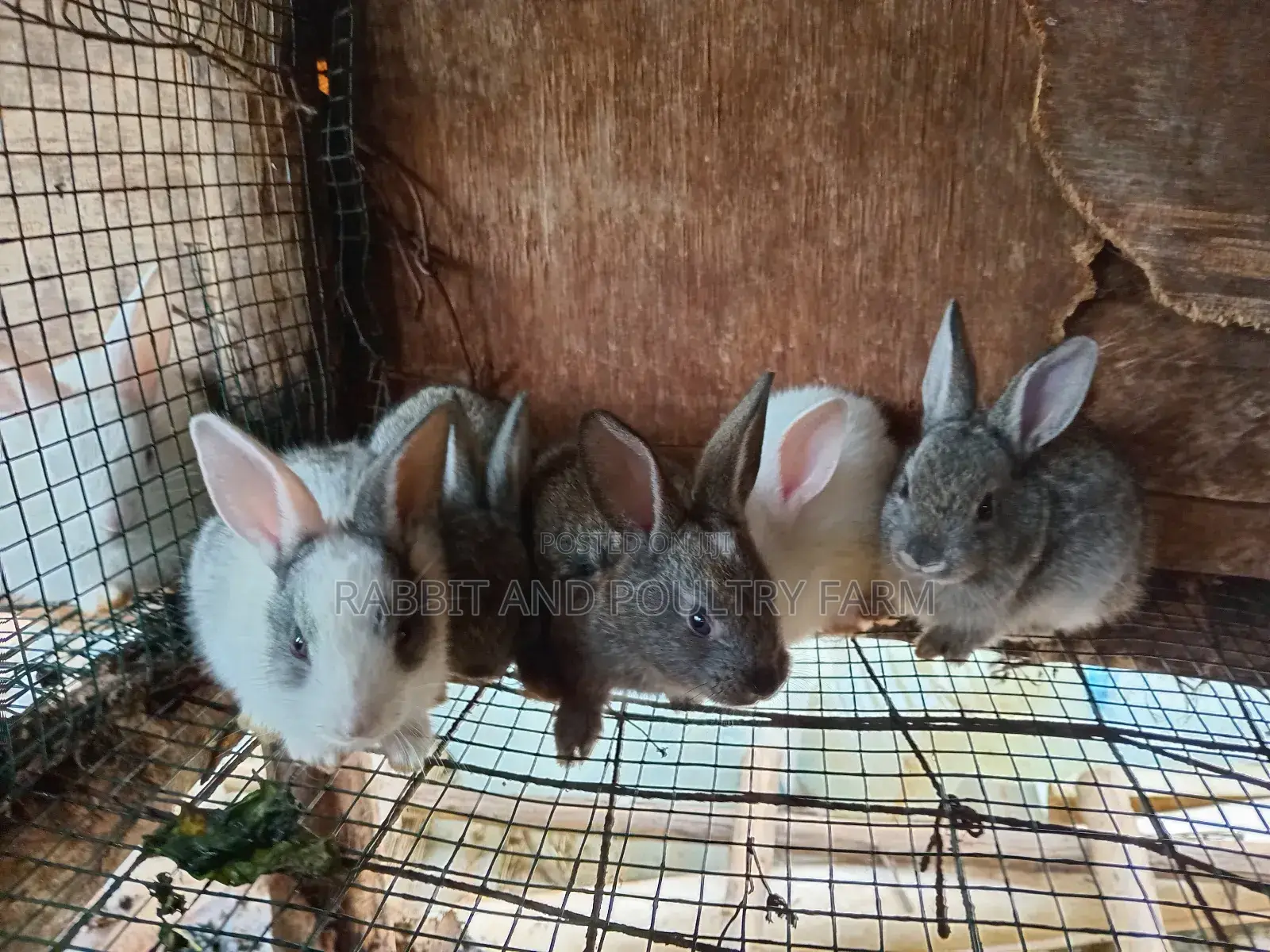 Rabbit Bunies Available in Munyonyo