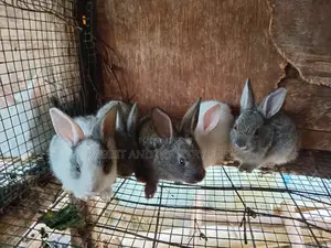 Rabbit Bunies Available in Munyonyo