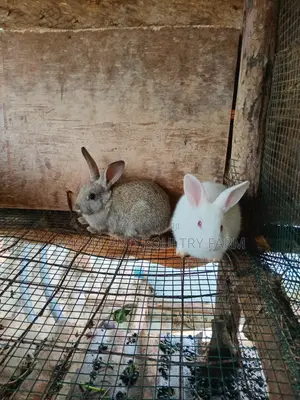 Rabbit Bunies Available in Munyonyo
