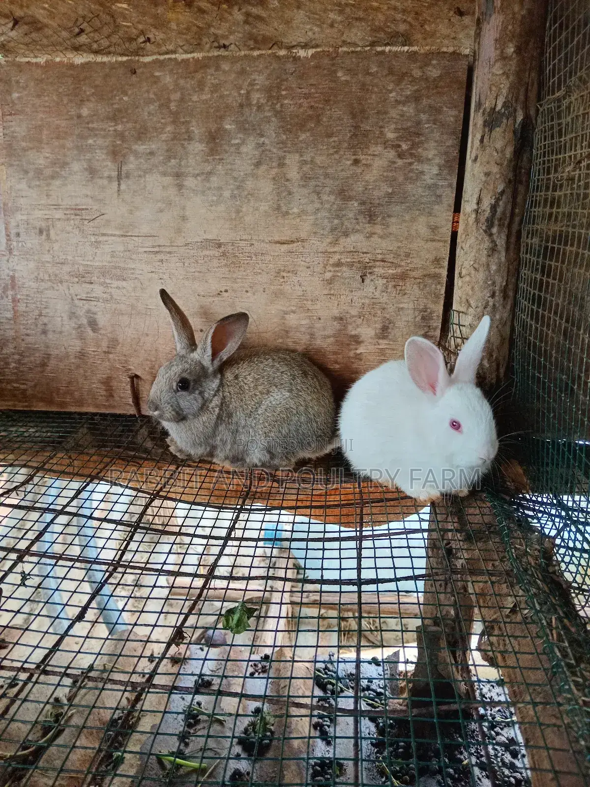 Rabbit Bunies Available in Munyonyo