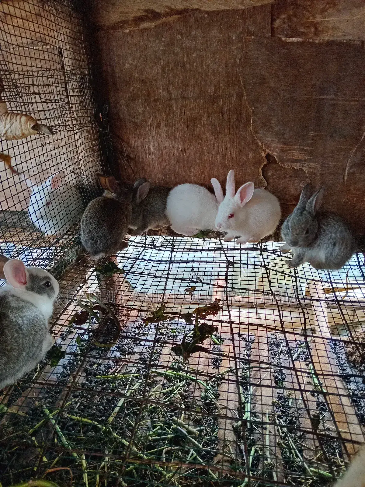 Rabbit Bunies Available in Munyonyo